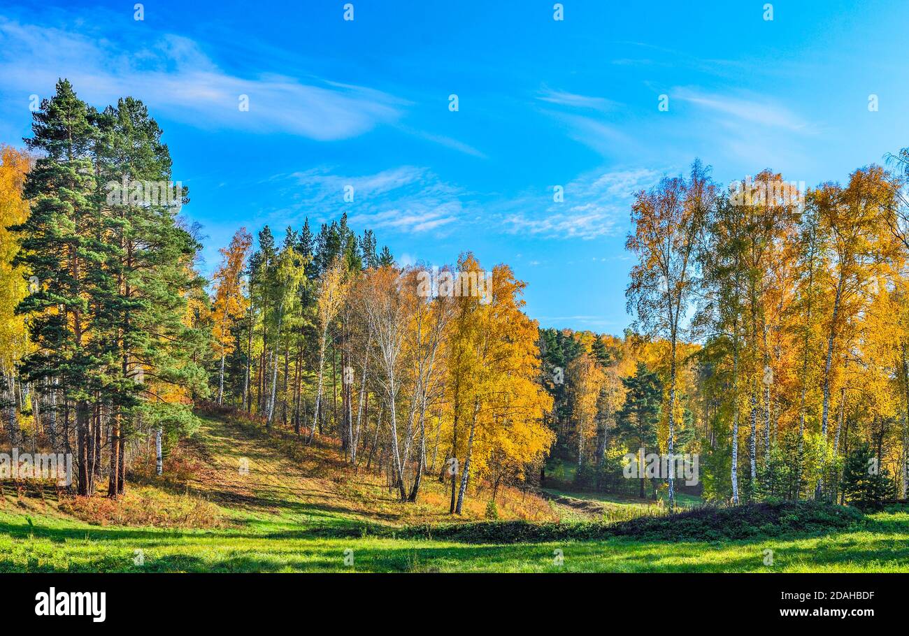 Gemäht Wiese mit grünem Gras in der Nähe Herbstwald auf Hügel mit bunten hellen Laub. Malerische Herbstlandschaft - goldene Birken und grüne Kiefern Stockfoto