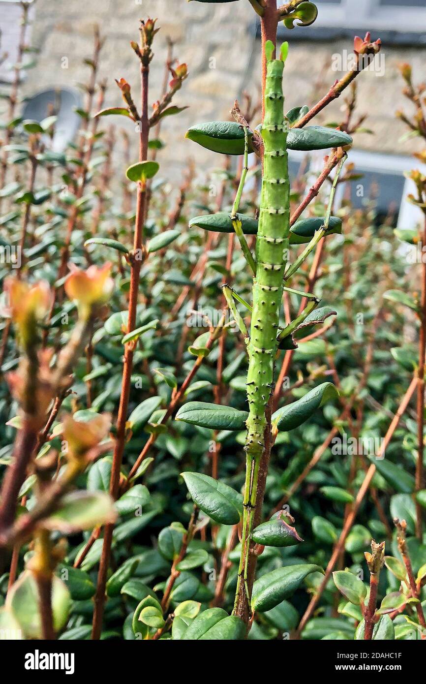 Stachelnadel-Insekt (Acanthoxyla geisovii), St. Mary's, Isles of Scilly, Cornwall, England, Großbritannien. Stockfoto