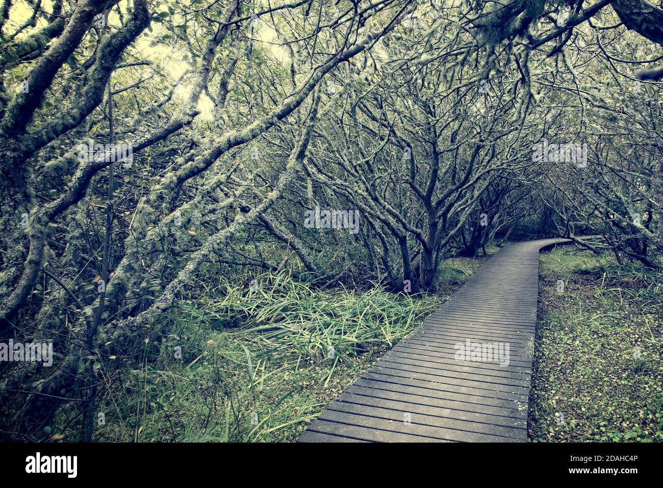 „Enchanted Wood“. Pfad durch Wald, Lower Moors, St Mary's, Isles of Scilly, Cornwall, England, Großbritannien. Stockfoto