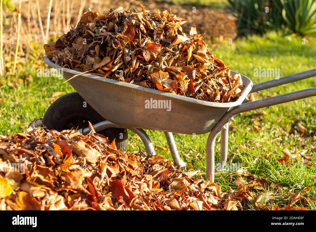 Schubkarre voller getrockneter Blätter, Reinigung Laub im Garten Stockfoto