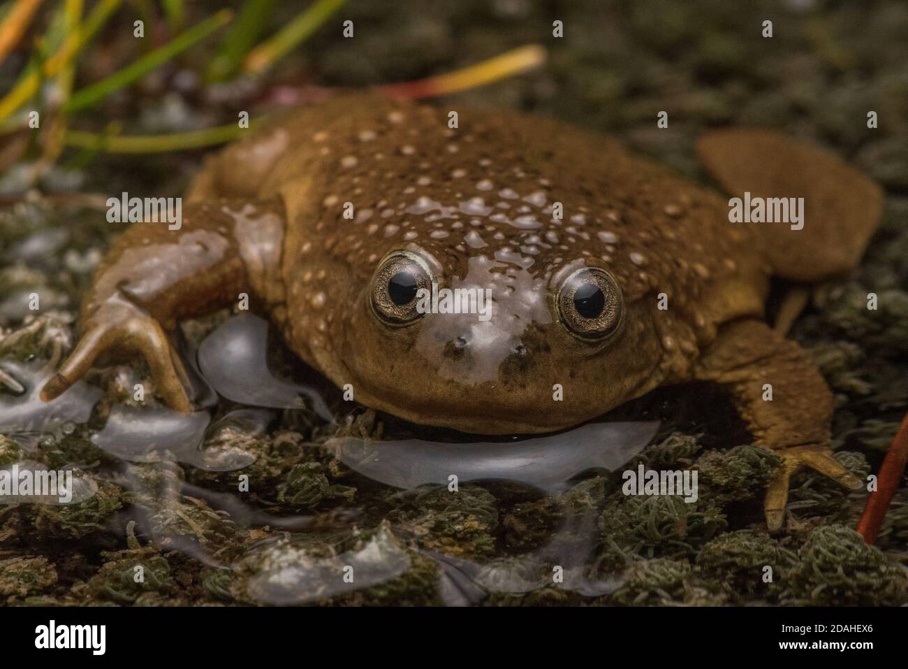 Ein marmorter Wasserfrosch (Telmatobius marmoratus) aus den hohen Anden Perus. Chytrid hat diese Gattung in ihrem gesamten Bereich verwüstet. Stockfoto