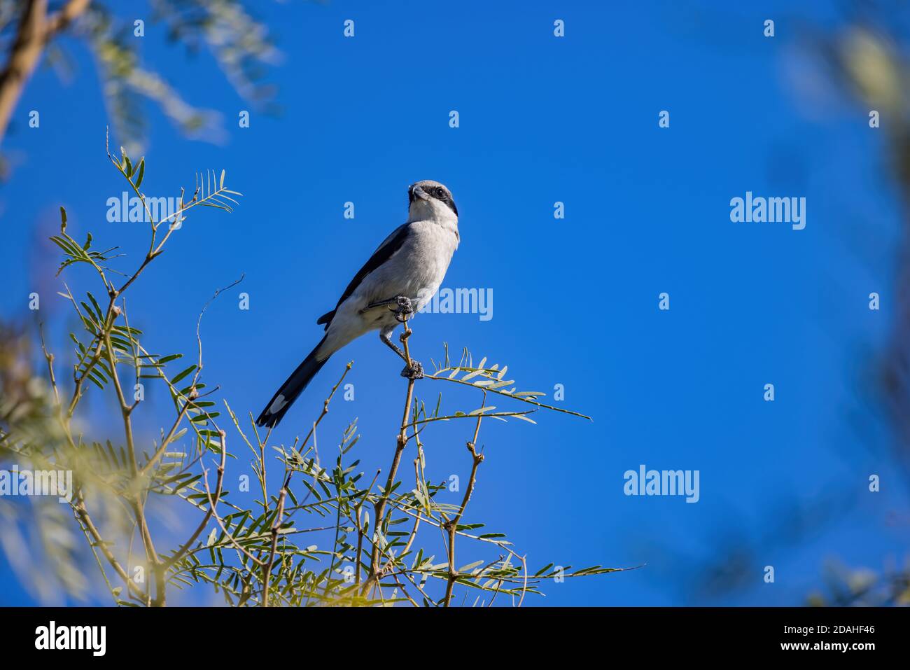 Nahaufnahme eines schönen Loggerhead-Garnelenvogels, der auf einem Baum in Henderson, Nevada, sitzt Stockfoto