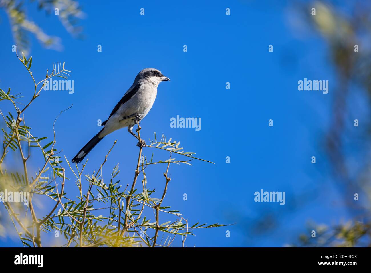 Nahaufnahme eines schönen Loggerhead-Garnelenvogels, der auf einem Baum in Henderson, Nevada, sitzt Stockfoto