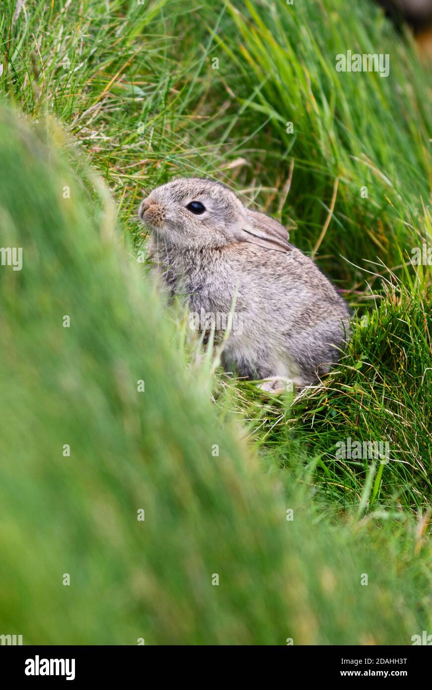 European Rabbit - Oryctolagus cuniculus, niedliches kleines Säugetier aus europäischen Wiesen und Weiden, Shetlands, Scotlank, UK. Stockfoto