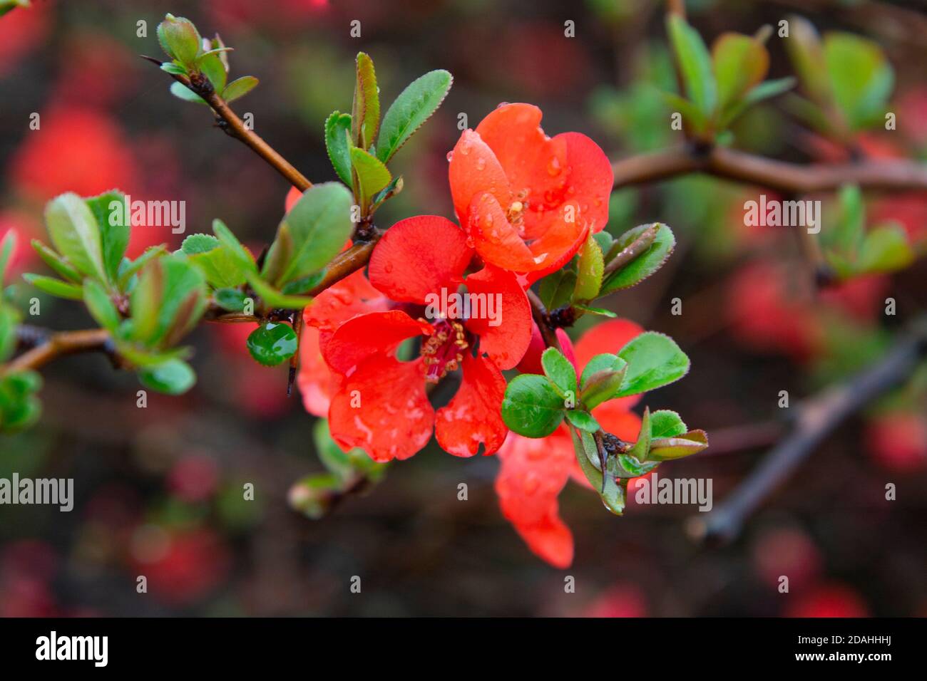 Japanische Quitte Chaenomeles Japonica blühend. Rote Blumen auf dem Ast eines Bush unter den Wassertröpfchen. Feder. Stockfoto