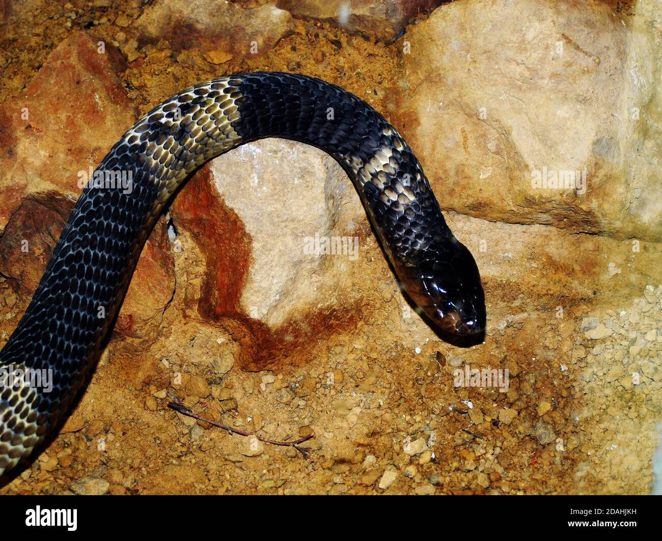 Nahaufnahme einer schnupften Cobra (Naja annulifera), auch als gebänderte ägyptische Cobra bezeichnet, einer großen, sehr giftigen Schlangenart, die im südlichen Afrika vorkommt Stockfoto