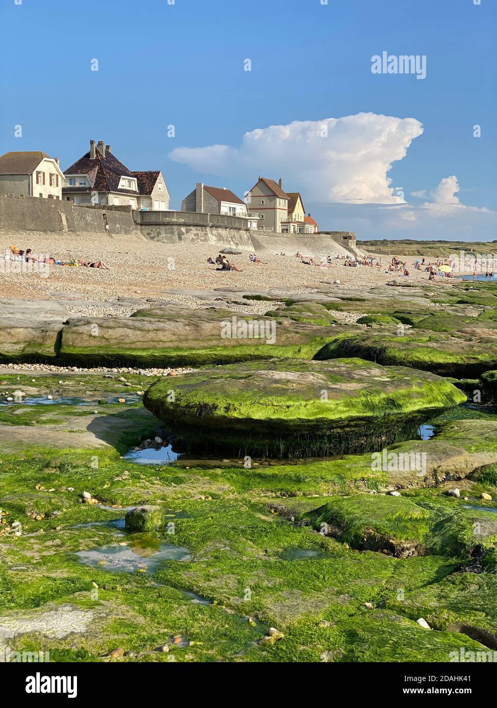 Steine bedeckt von grünen Algen und traditionellen Häusern am Strand von Audresselles, Cap Gris Nez, Opalküste, Nordsee, Frankreich Stockfoto