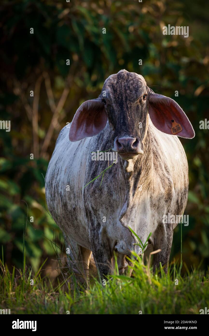 Viehzucht auf den Feldern in der Nähe von Mariato in der Provinz Veraguas, Republik Panama. Stockfoto