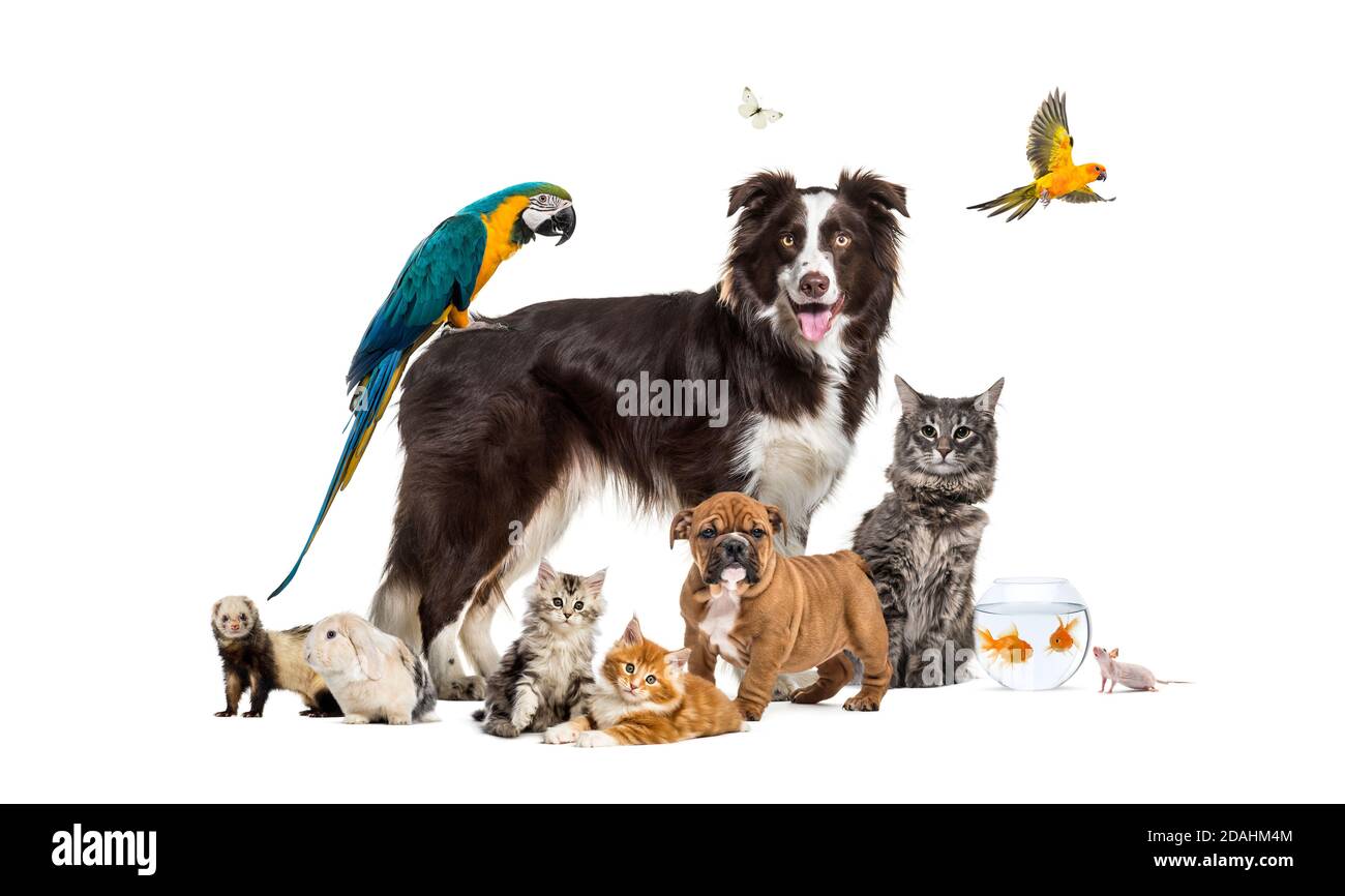 Gruppe von Haustieren, die um einen Border Collie herum posieren; Hund, Katze, Frettchen, Kaninchen, Vögel, Fische, Nagetiere Stockfoto