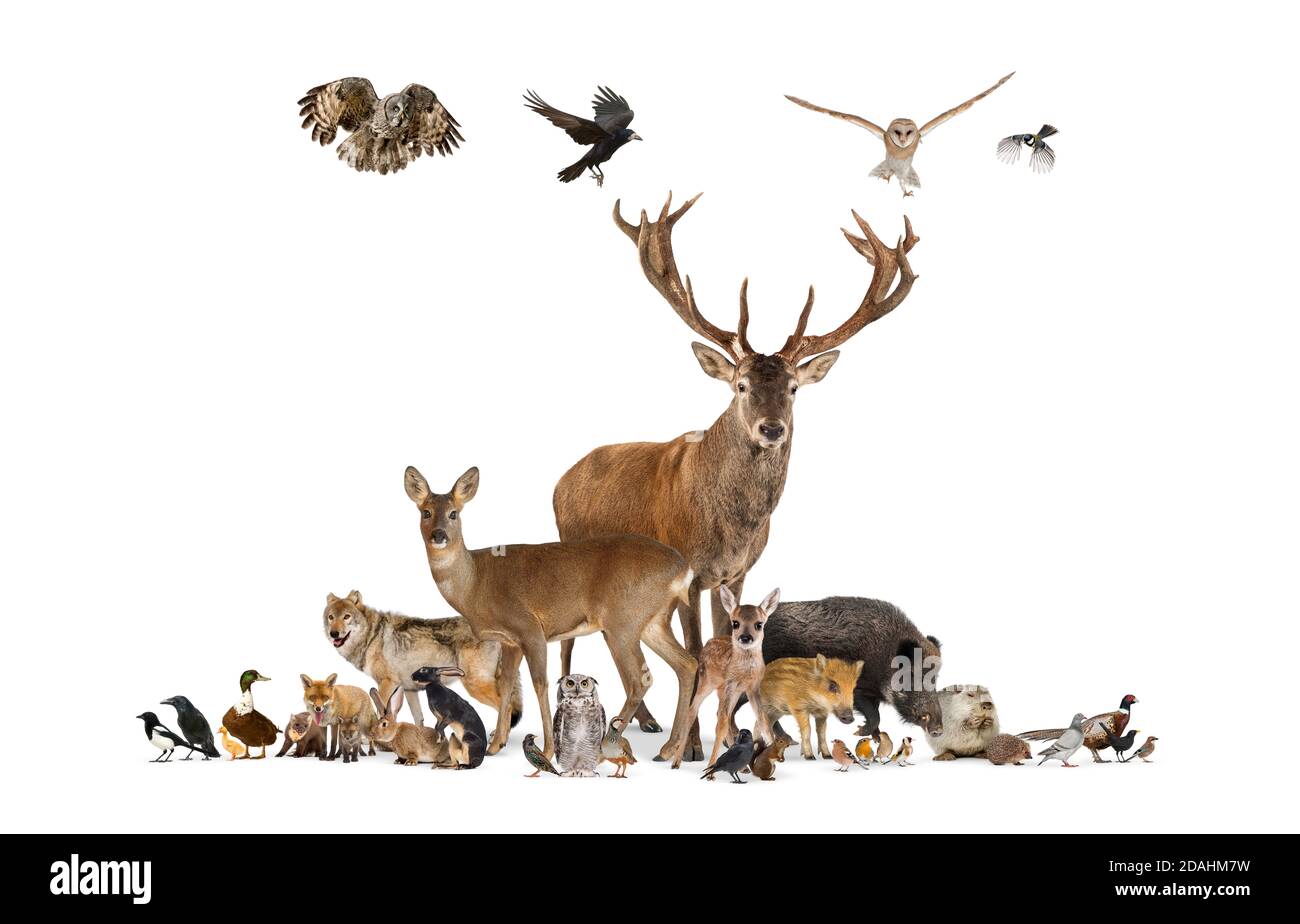 Große Gruppe von verschiedenen europäischen Tieren, Rotwild, Rotfuchs, Vogel, Nagetier, Isoliert Stockfoto