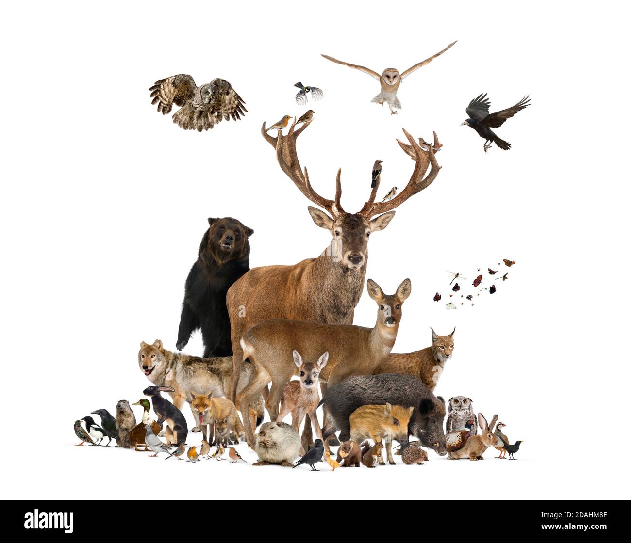 Große Gruppe europäischer Tiere, Rotwild, Rotfuchs, Vogel, Nagetier, Wildschwein, isoliert Stockfoto