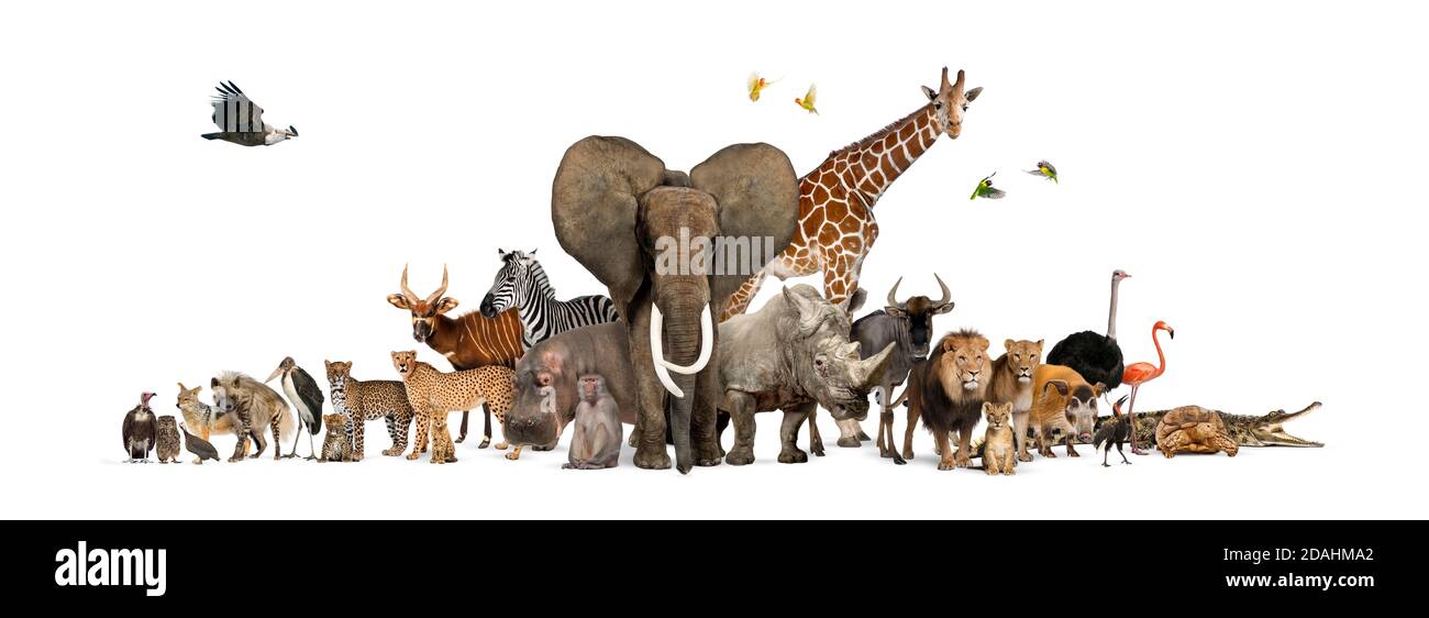 Große Gruppe von afrikanischen Fauna, Safari Wildtiere zusammen, in einer Reihe, isoliert Stockfoto