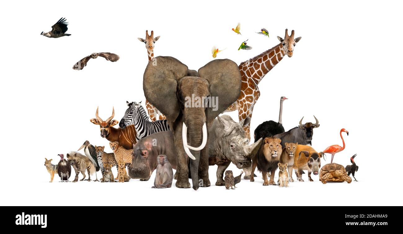 Große Gruppe von afrikanischen Fauna, Safari Wildtiere zusammen, in einer Reihe, isoliert Stockfoto