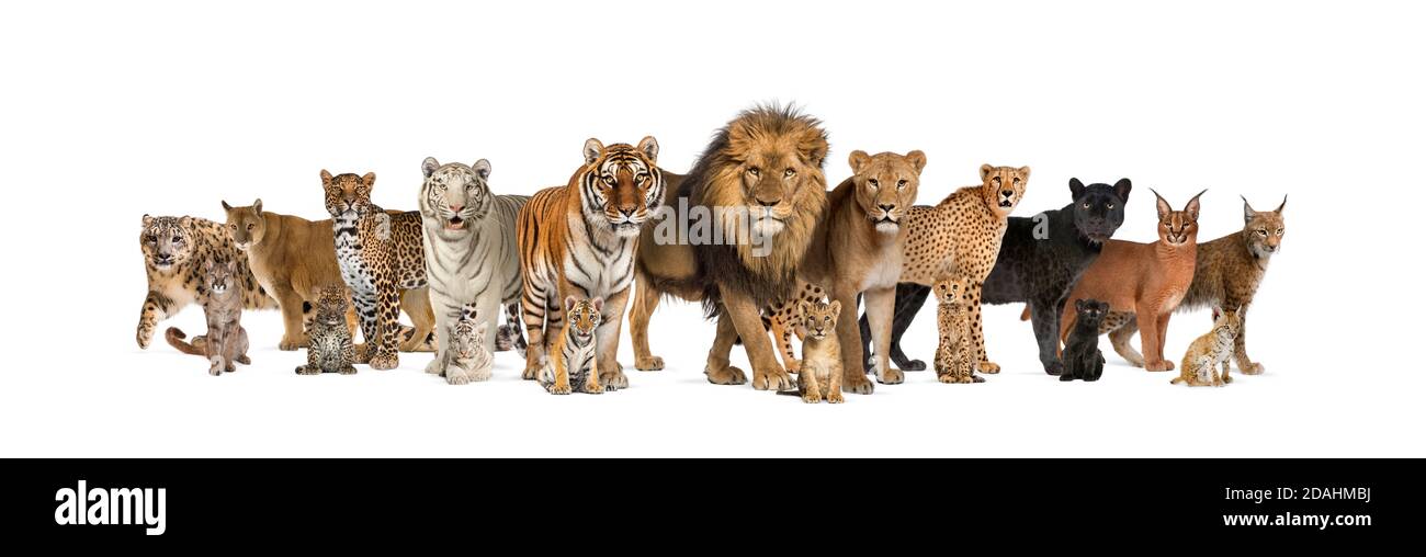 Große Gruppe von vielen erwachsenen Wildkatzen und sie junge Zusammen in einer Reihe Stockfoto