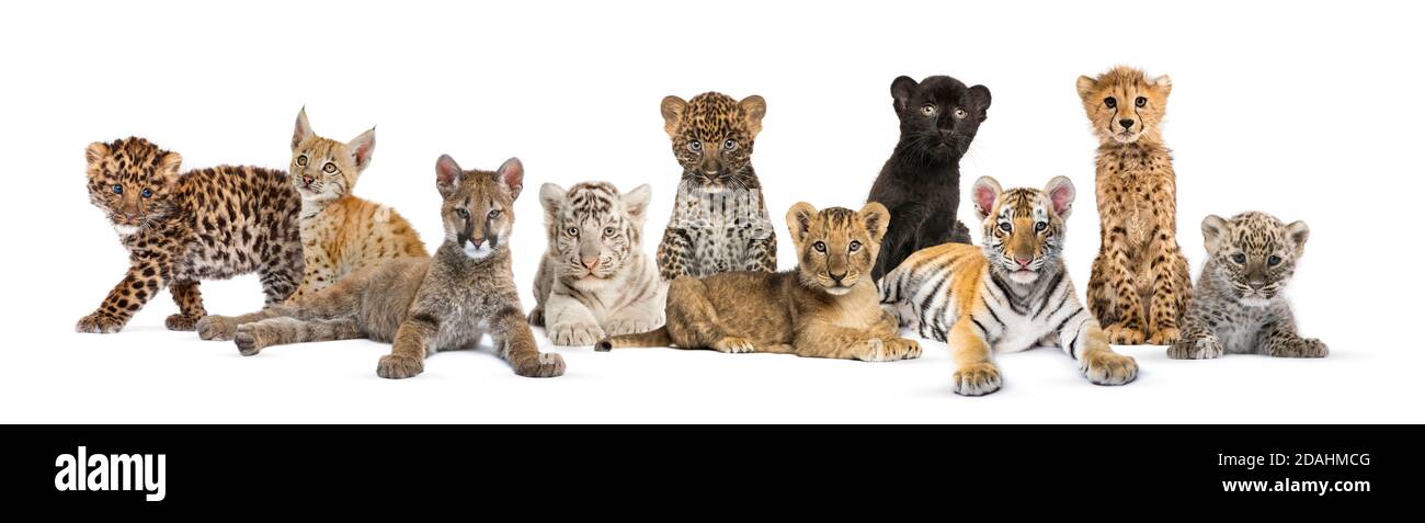 Große Gruppe von vielen Wildkatzen junge zusammen in einem Zeile Stockfoto