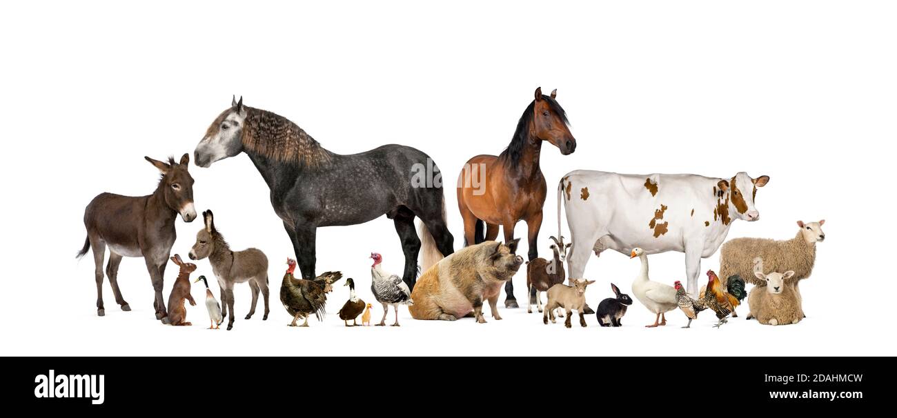 Große Gruppe von vielen Nutztieren stehen zusammen Stockfoto