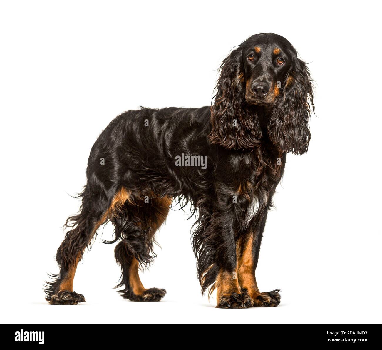 Englischer Cocker Spaniel Hund, isoliert auf Weiß Stockfoto
