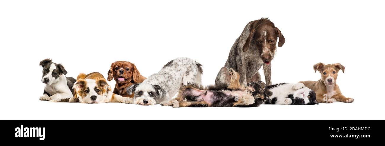 Gruppe von apathischen und kranken Crossbreed Hunde sitzen zusammen in Eine Reihe Stockfoto