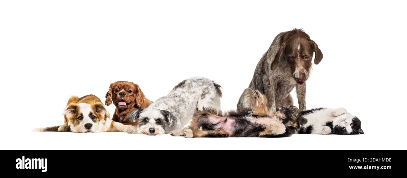 Gruppe von apathischen und kranken Crossbreed Hunde sitzen zusammen in Eine Reihe Stockfoto
