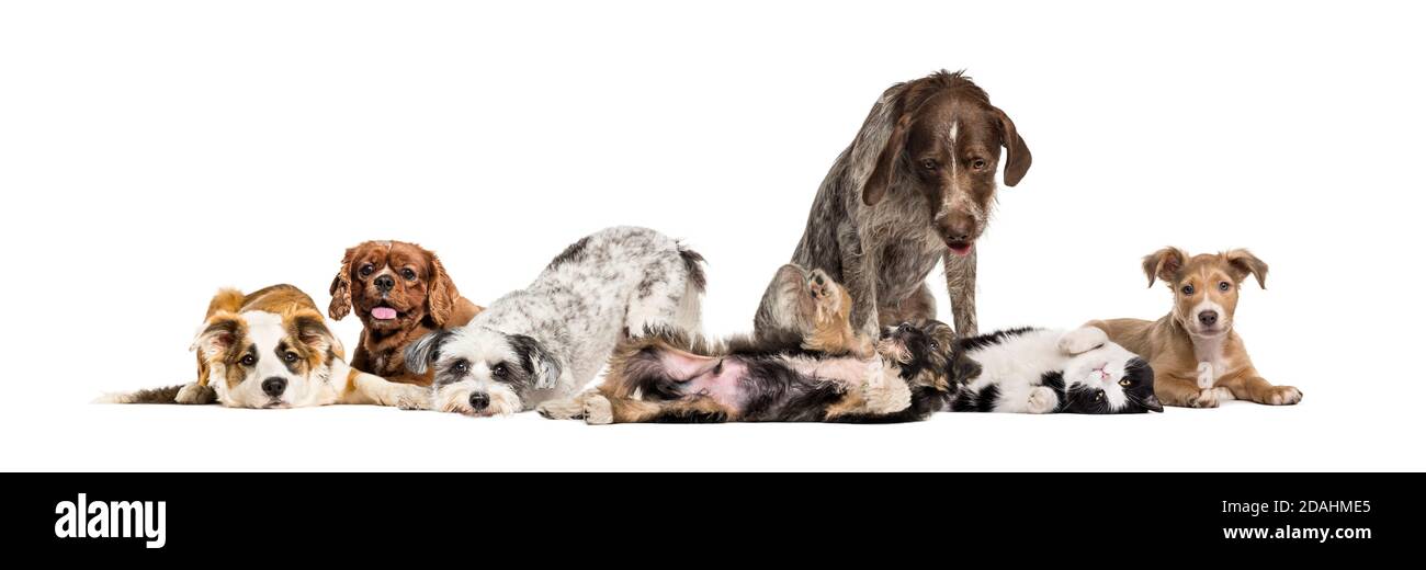 Gruppe von apathischen und kranken Crossbreed Hunde sitzen zusammen in Eine Reihe Stockfoto
