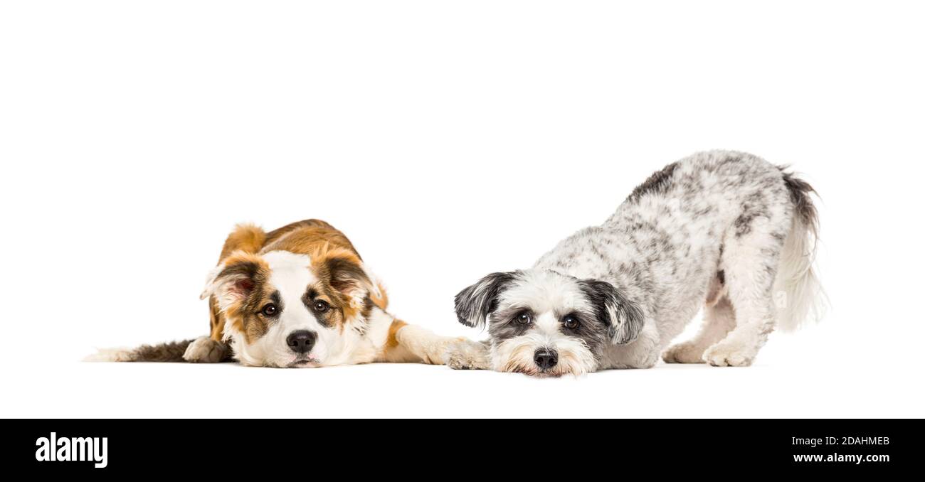 Gruppe von apathischen und kranken Crossbreed Hunde sitzen zusammen in Eine Reihe Stockfoto