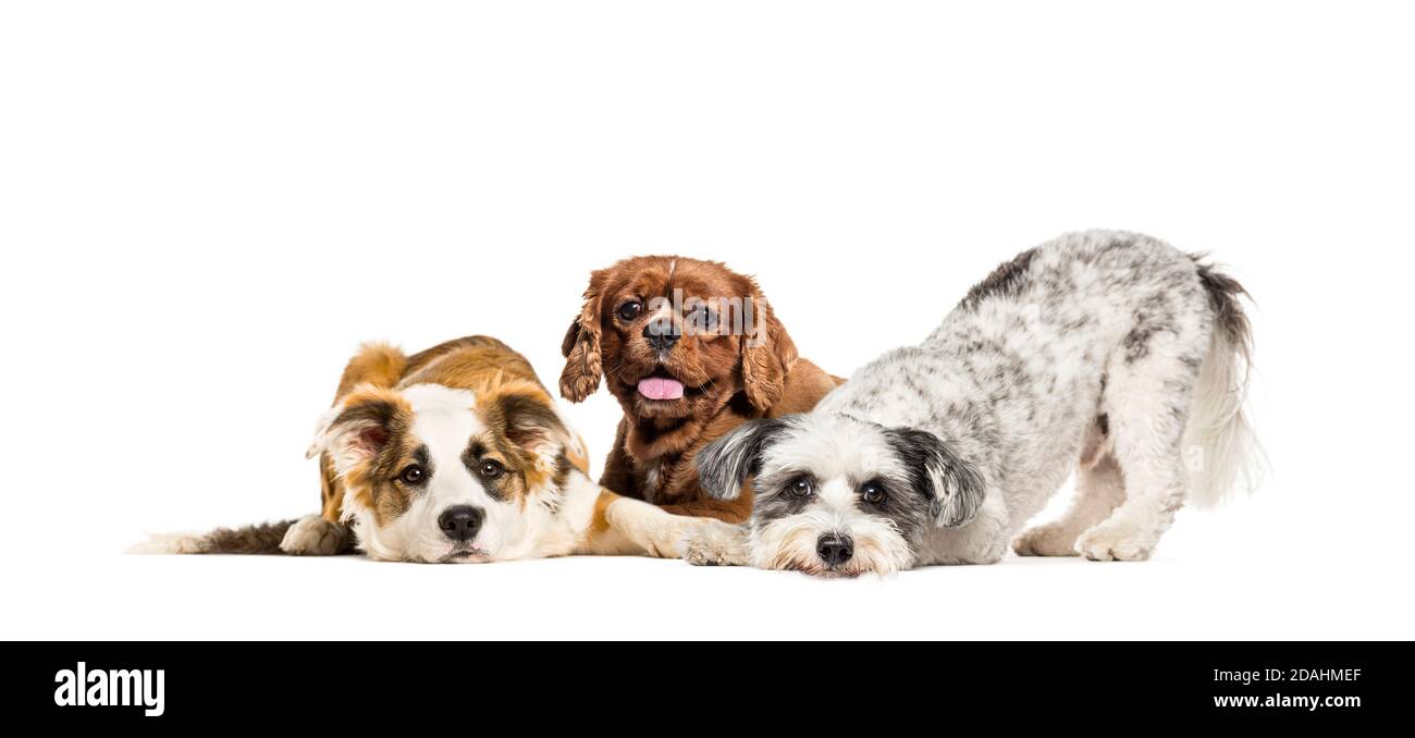Gruppe von apathischen und kranken Crossbreed Hunde sitzen zusammen in Eine Reihe Stockfoto