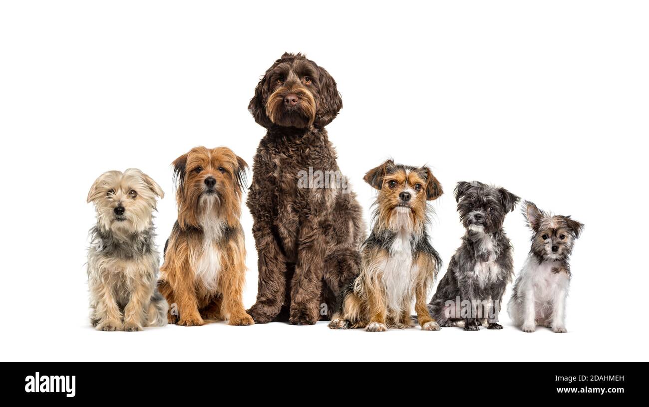 Gruppe von Crossbreed Hunde sitzen in einer Reihe, isoliert auf weiß Stockfoto