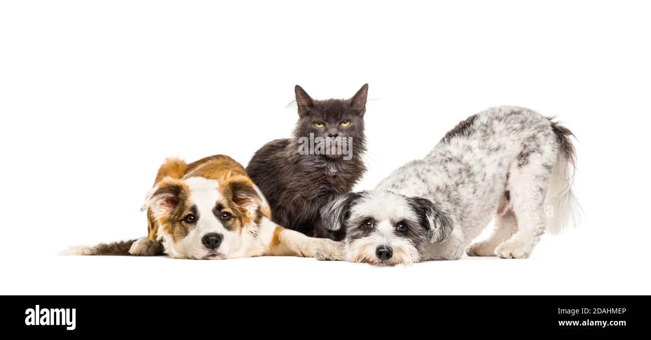 Gruppe von apathischen und kranken Crossbreed Hunde sitzen zusammen in Eine Reihe Stockfoto