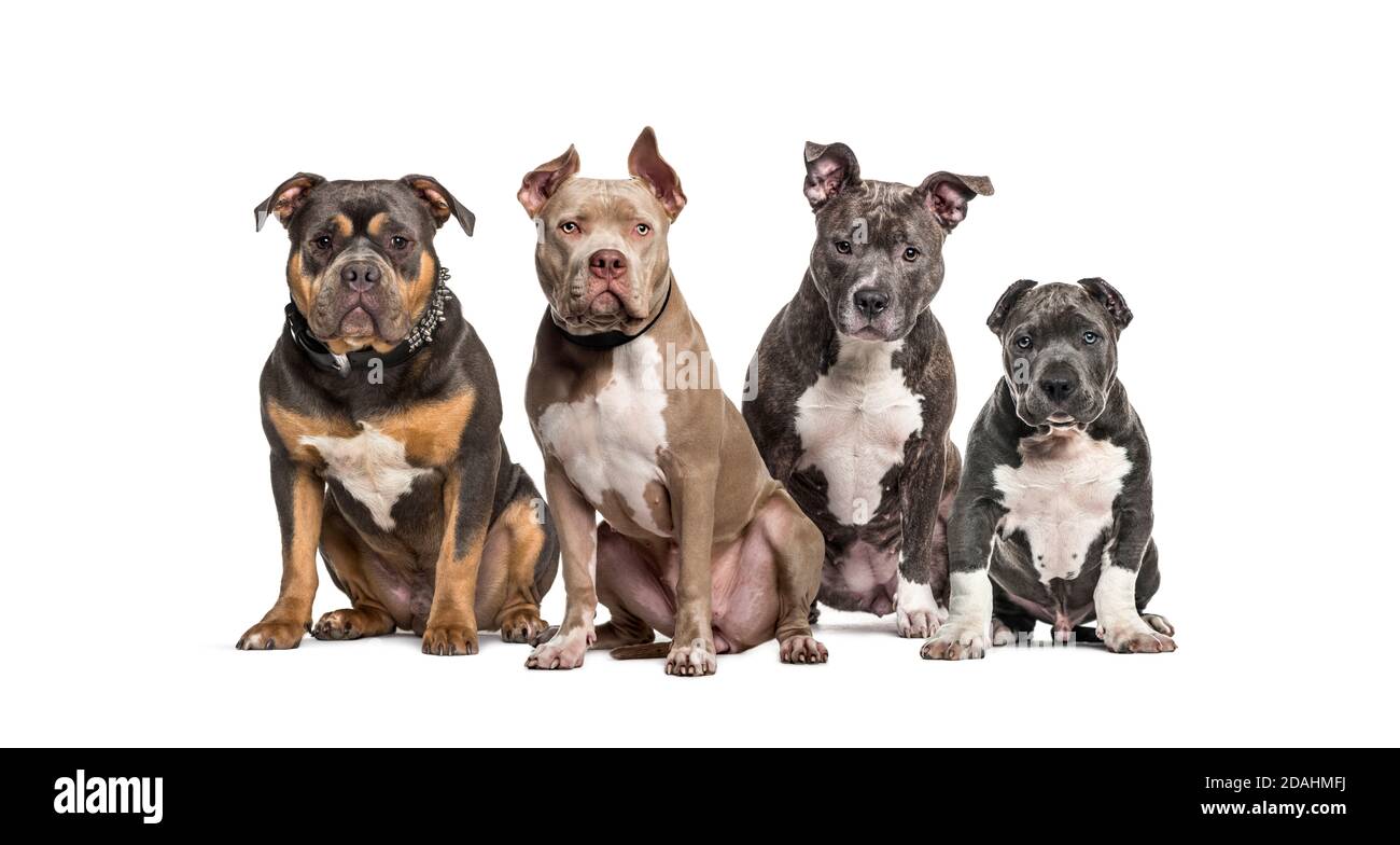Gruppe von American Bully Hunden sitzen zusammen in einer Reihe Stockfoto