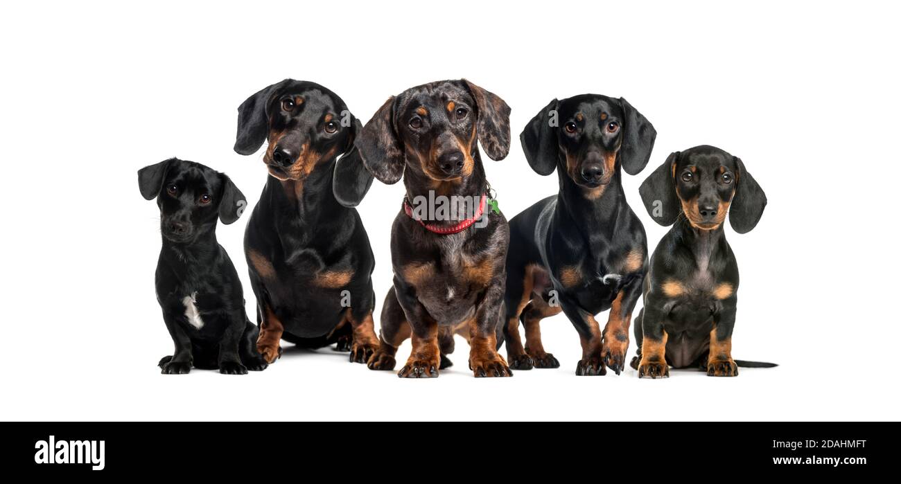 Eine Gruppe von Dachshund Hunden, die in einer Reihe zusammen sitzen Stockfoto