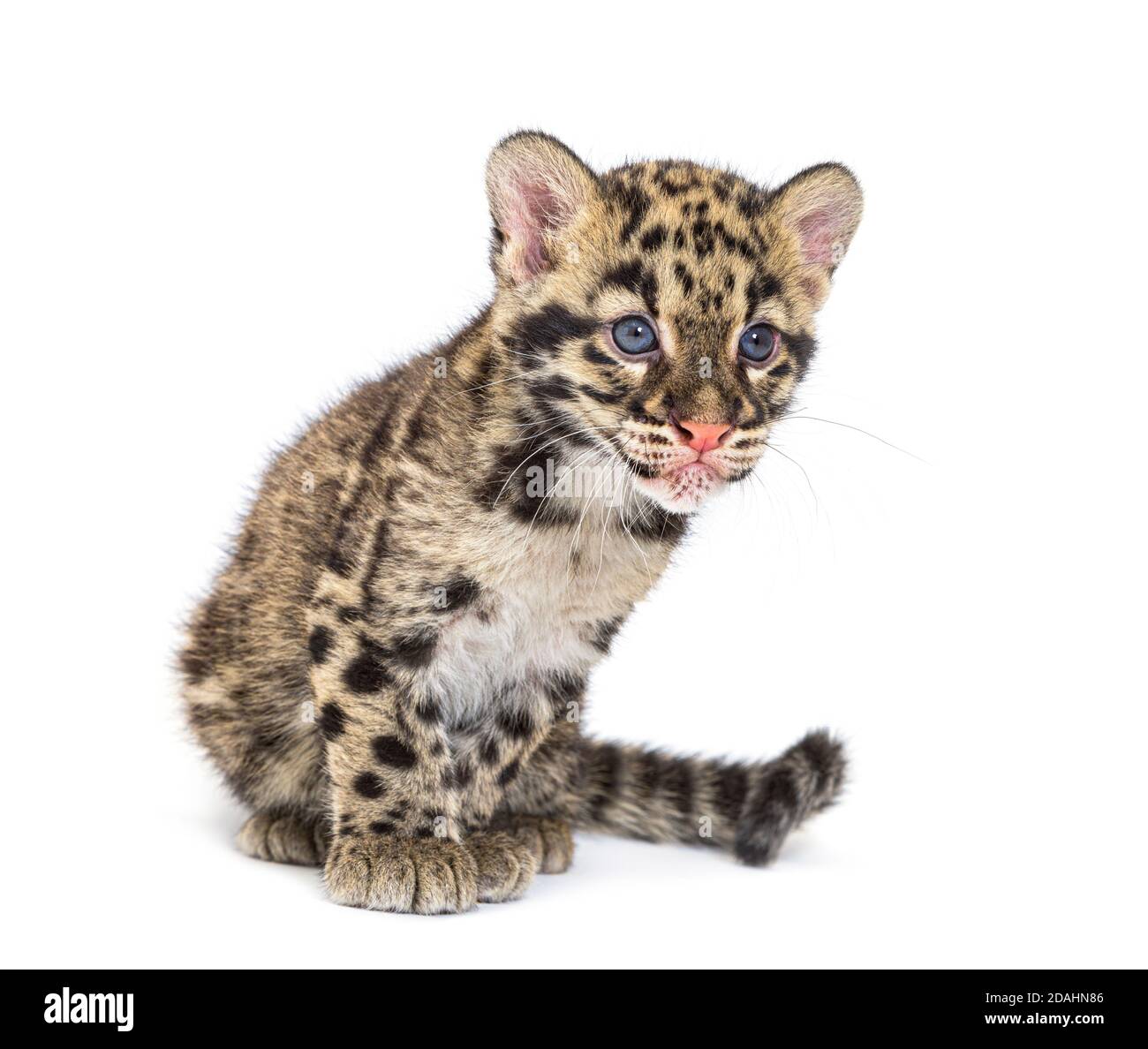 Wolkiger Leopardenjunge, zwei Monate alt, Neofelis nebulosa, isoliert auf Weiß Stockfoto