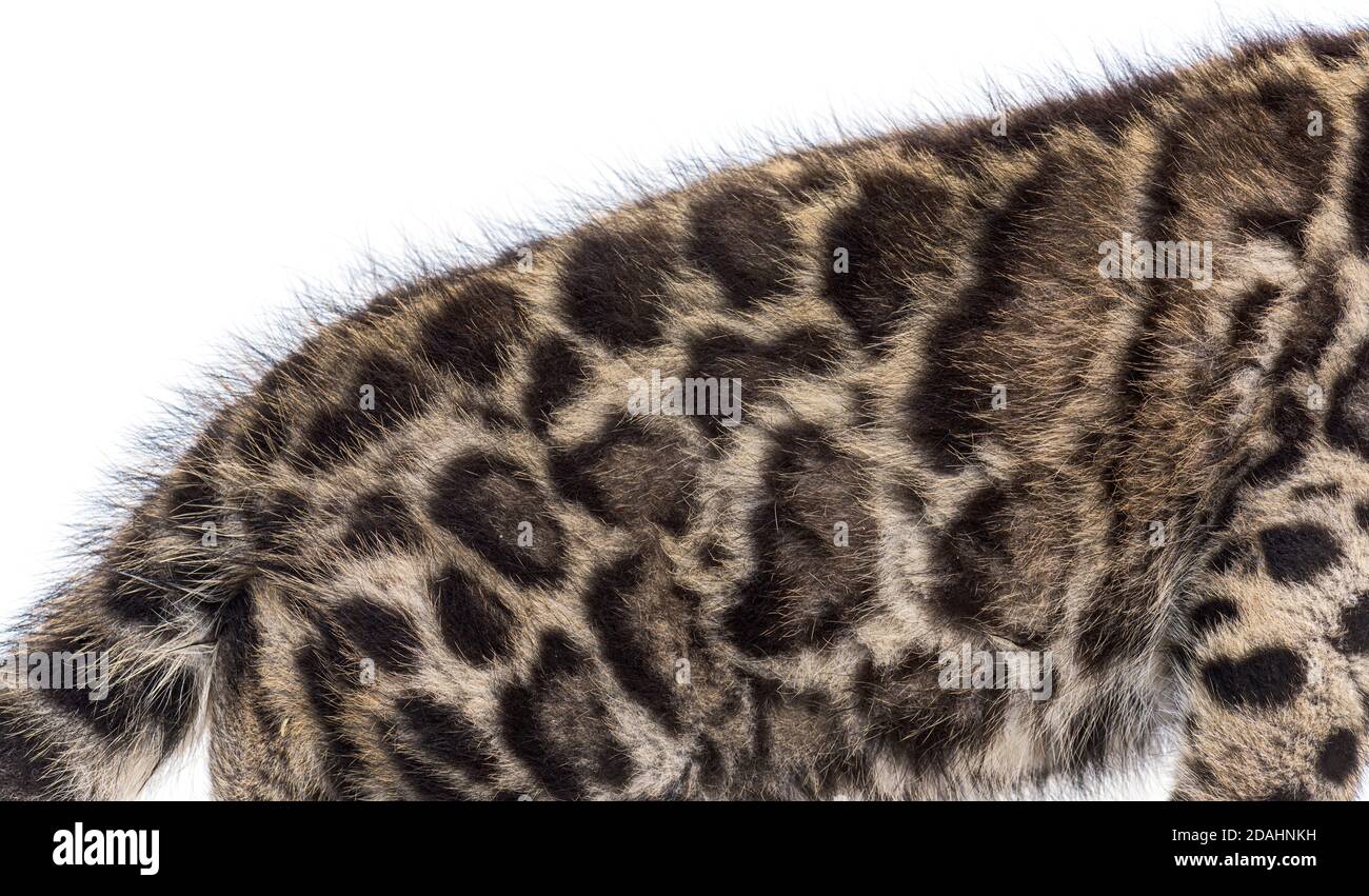 Wolkiger Leopardenjunge, zwei Monate alt, Neofelis nebulosa, isoliert auf Weiß Stockfoto