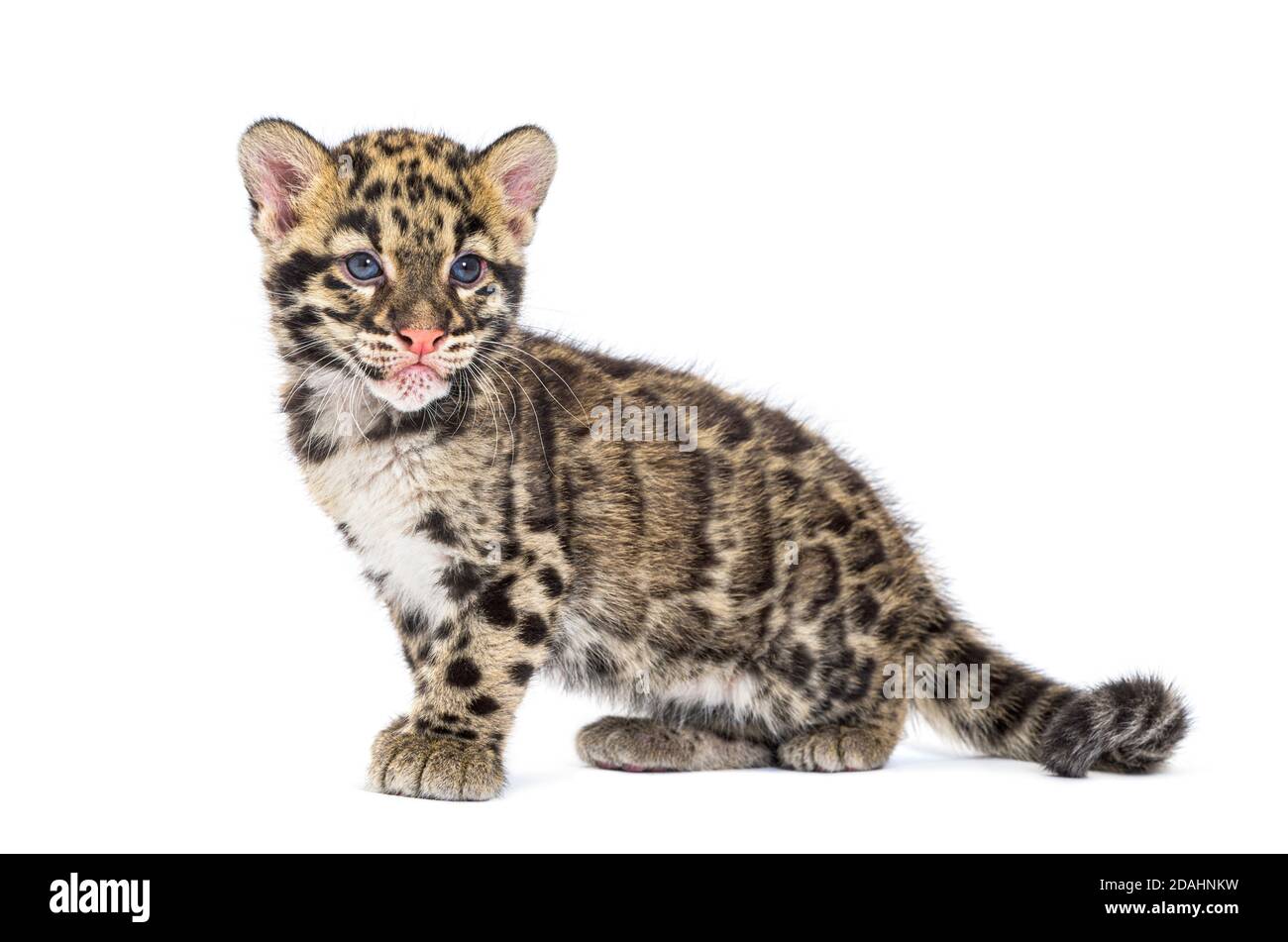 Wolkiger Leopardenjunge, zwei Monate alt, Neofelis nebulosa, isoliert auf Weiß Stockfoto