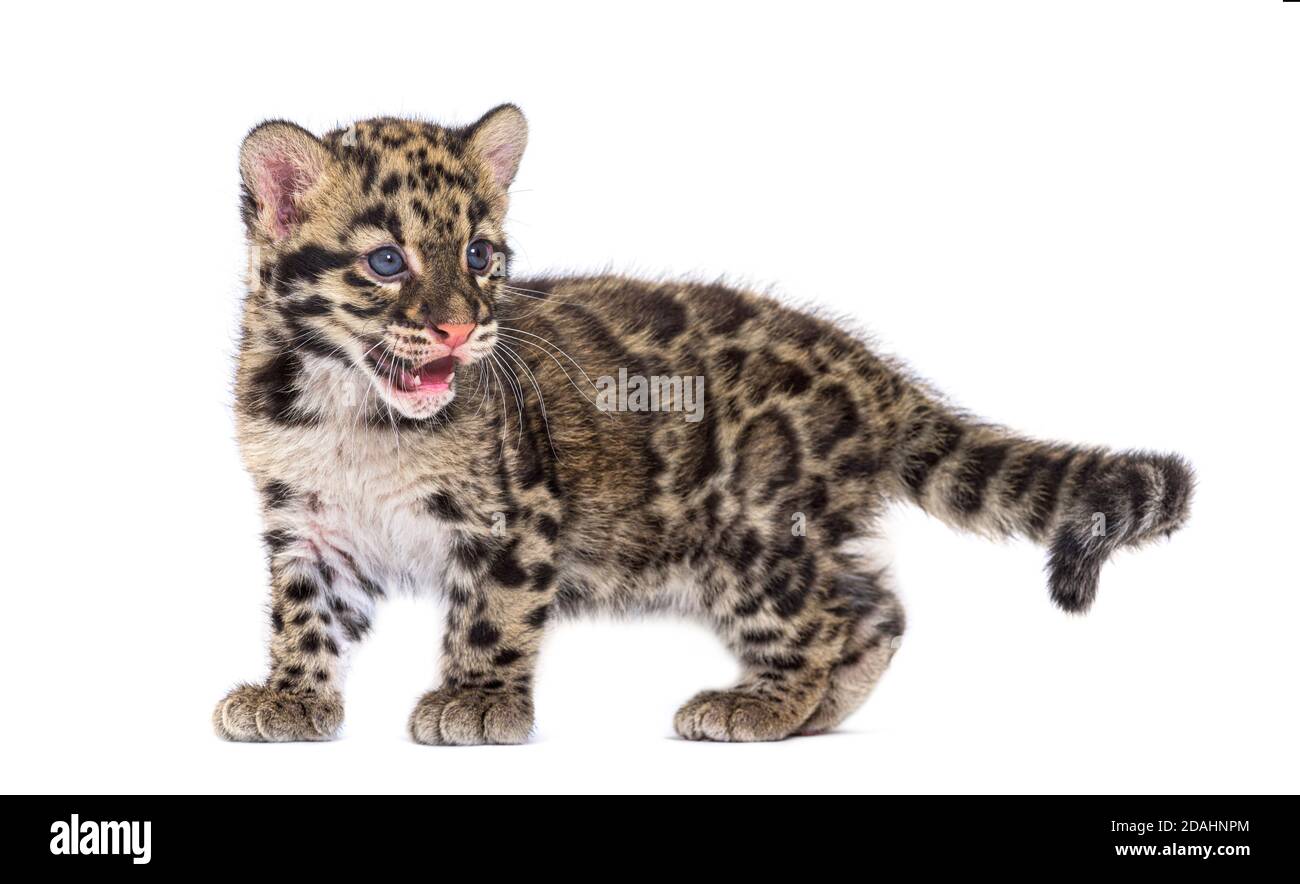 Wolkiger Leopardenjunge, zwei Monate alt, Neofelis nebulosa, isoliert auf Weiß Stockfoto