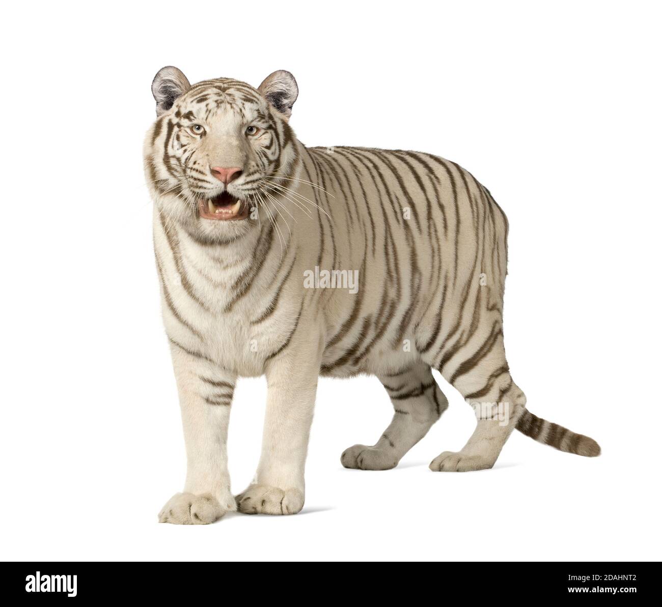 Weißer Tiger (3 Jahre) vor weißem Hintergrund Stockfoto