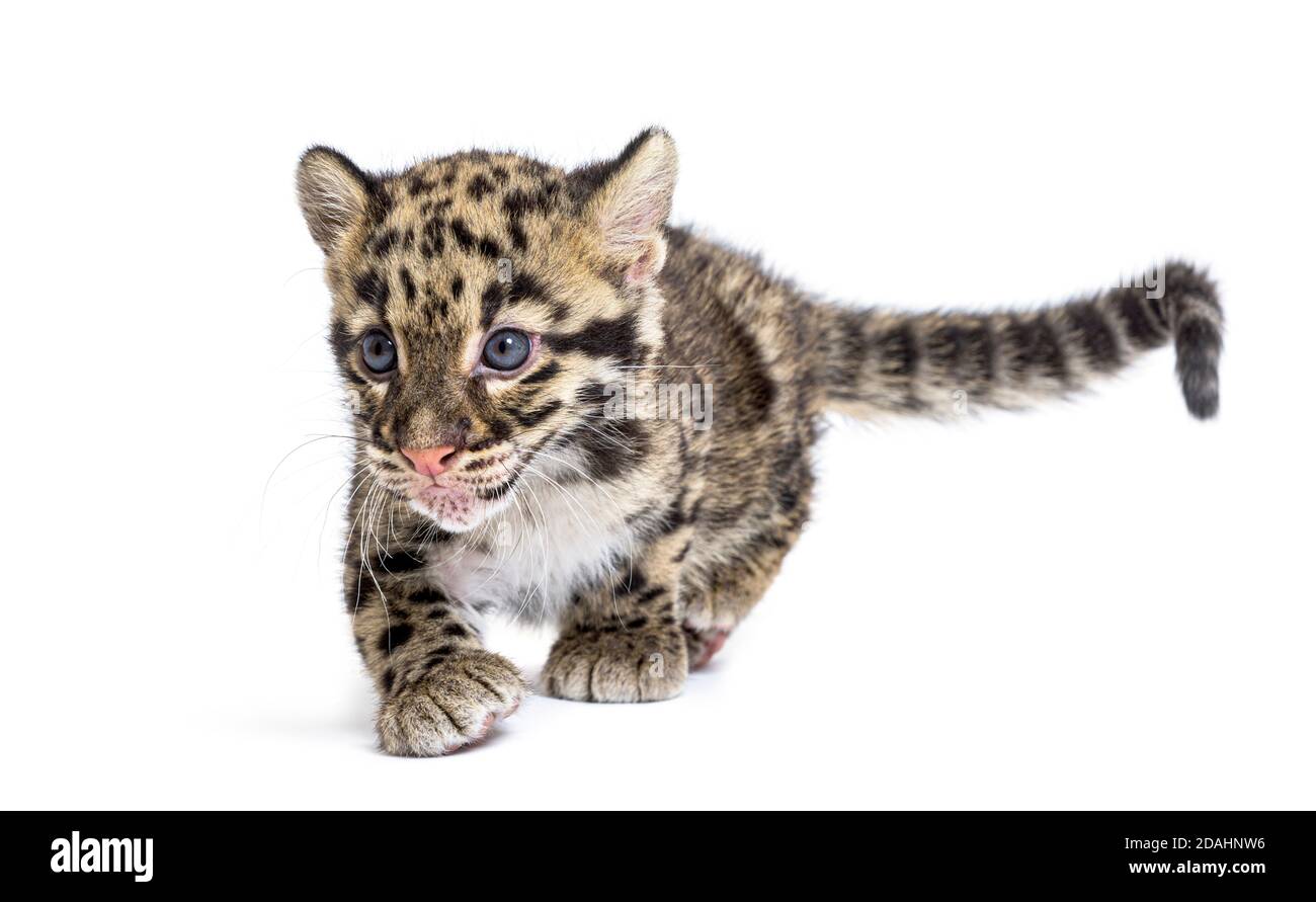 Wolkiger Leopardenjunge, zwei Monate alt, Neofelis nebulosa, isoliert auf Weiß Stockfoto