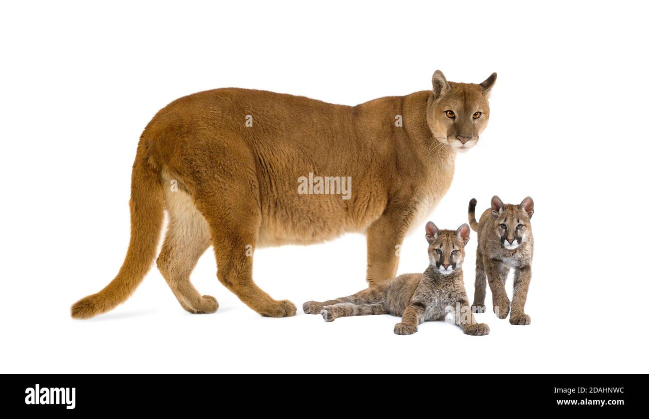 Puma mit ihrem Jungen, Puma concolor, isoliert auf Weiß Stockfoto