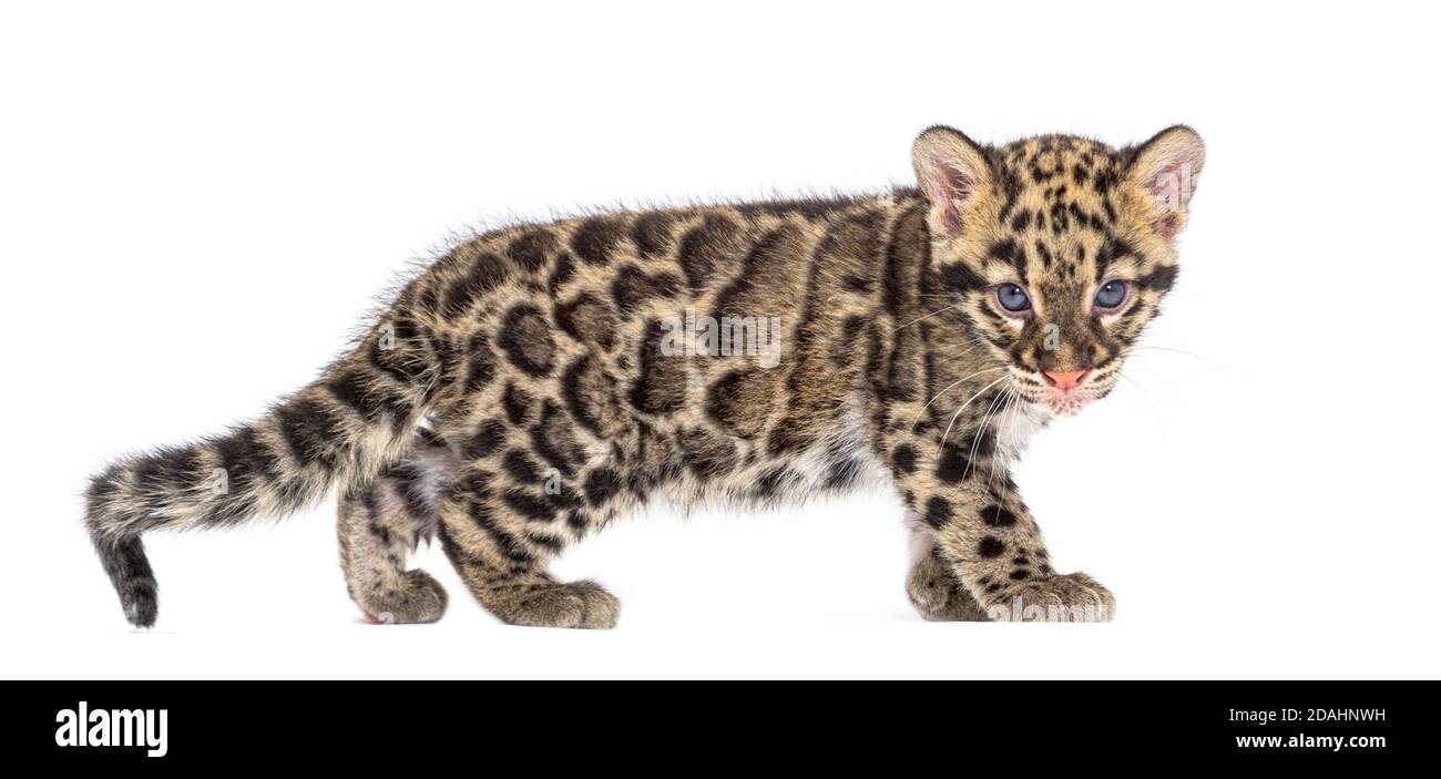 Wolkiger Leopardenjunge, zwei Monate alt, Neofelis nebulosa, isoliert auf Weiß Stockfoto