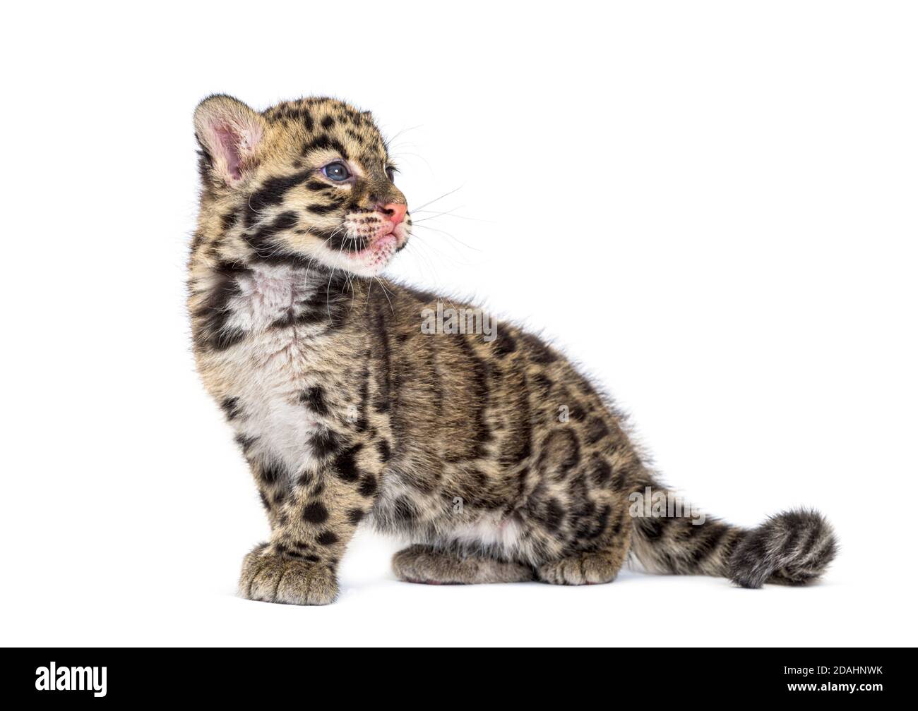 Wolkiger Leopardenjunge, zwei Monate alt, Neofelis nebulosa, isoliert auf Weiß Stockfoto