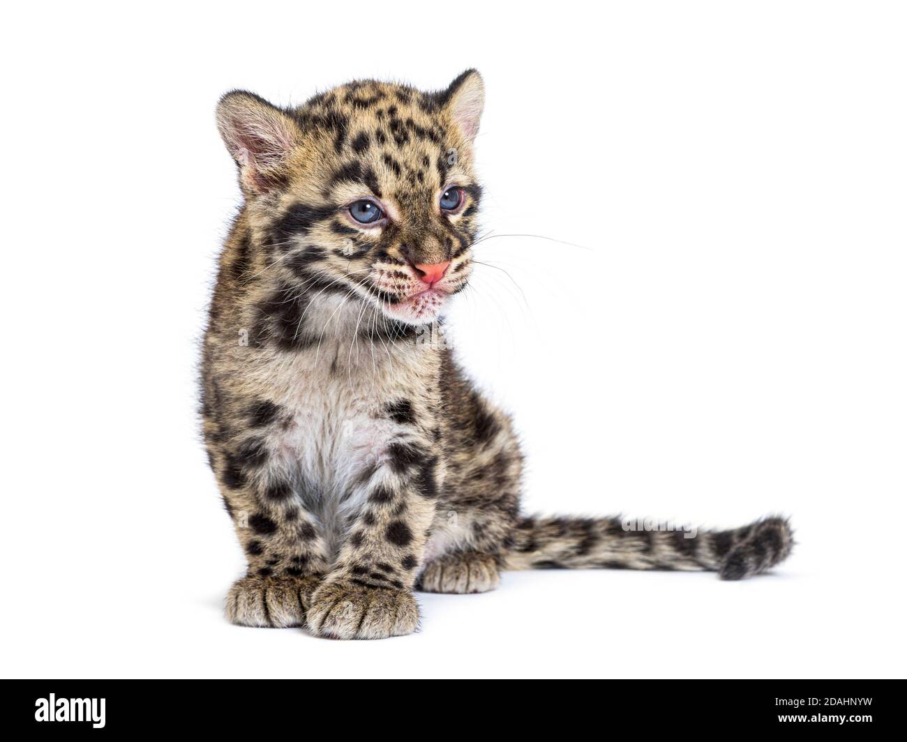 Wolkiger Leopardenjunge, zwei Monate alt, Neofelis nebulosa, isoliert auf Weiß Stockfoto