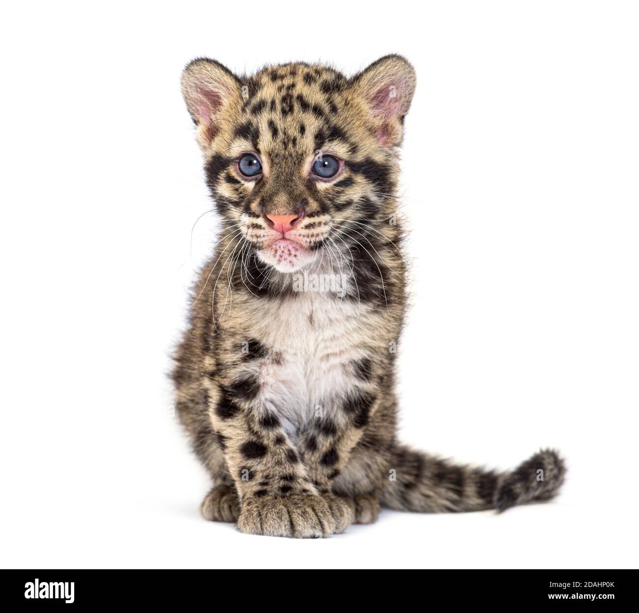 Wolkiger Leopardenjunge, zwei Monate alt, Neofelis nebulosa, isoliert auf Weiß Stockfoto