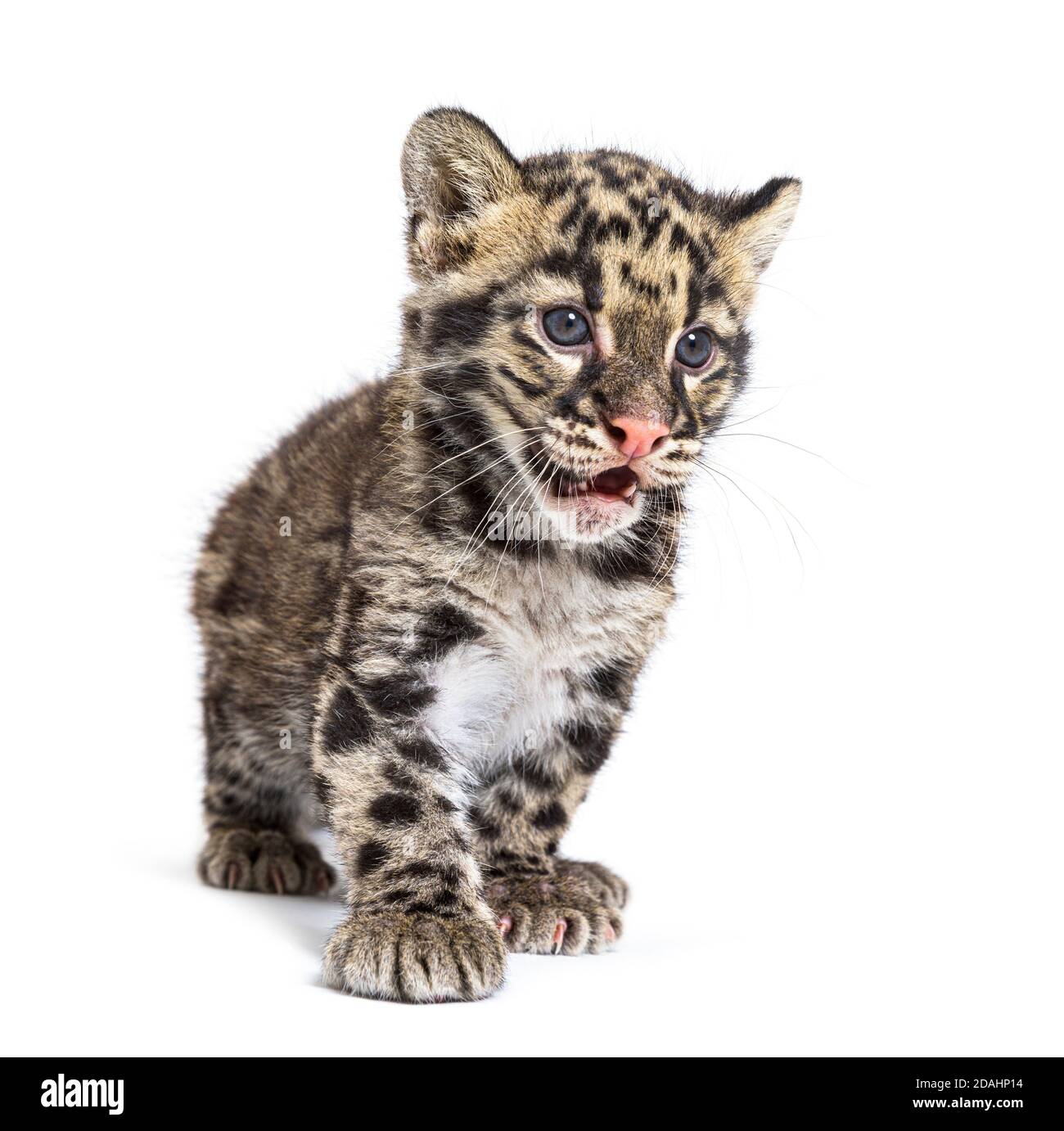 Wolkiger Leopardenjunge, zwei Monate alt, Neofelis nebulosa, isoliert auf Weiß Stockfoto