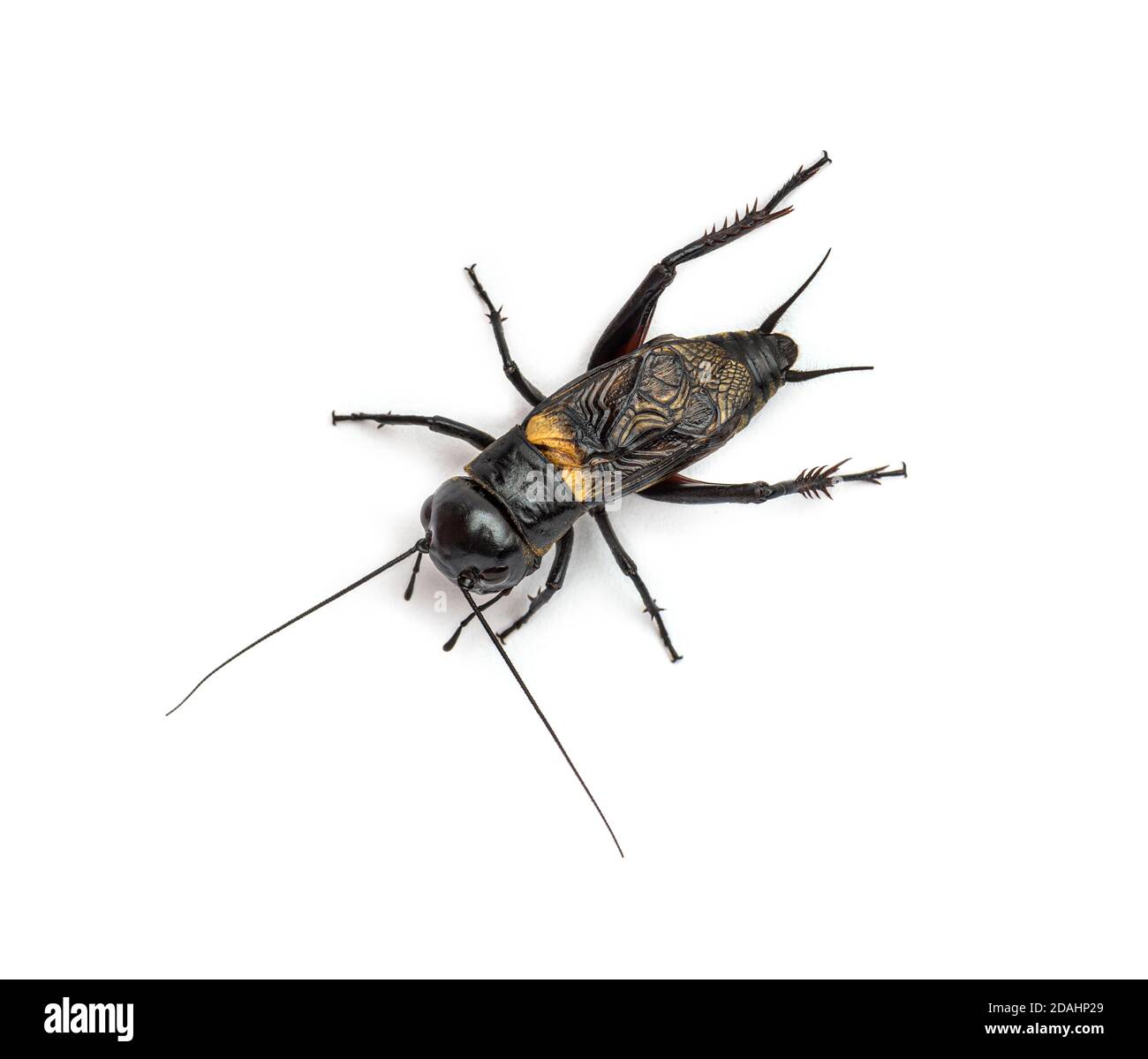 Männliche Feldkricket, isoliert auf Weiß Stockfoto
