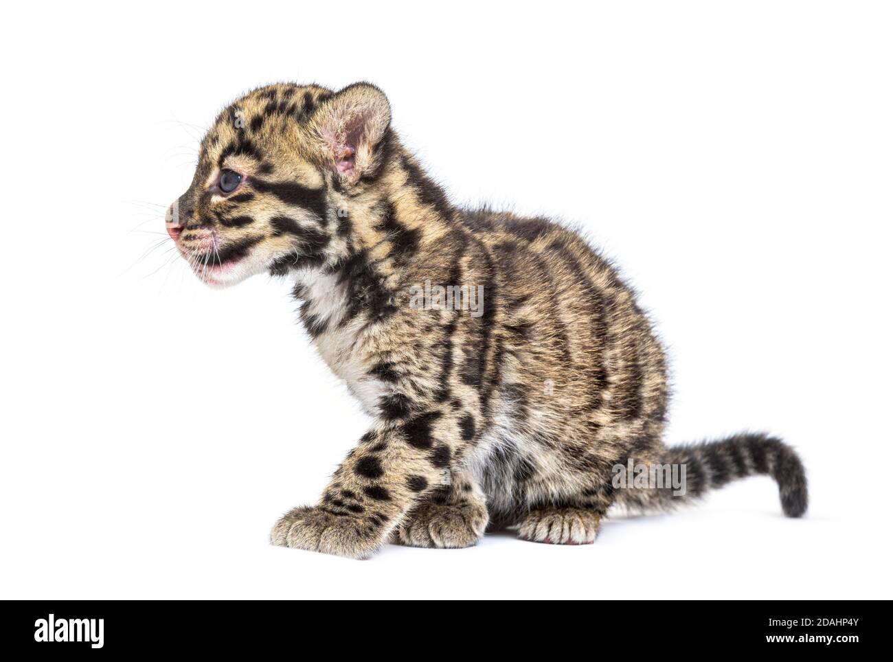 Wolkiger Leopardenjunge, zwei Monate alt, Neofelis nebulosa, isoliert auf Weiß Stockfoto