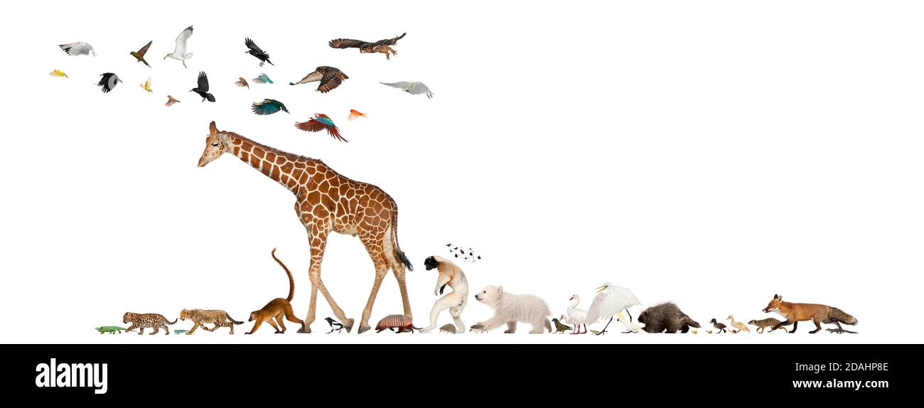 Gruppe von vielen Tieren, die fliehen, in einer Reihe, isoliert Stockfoto