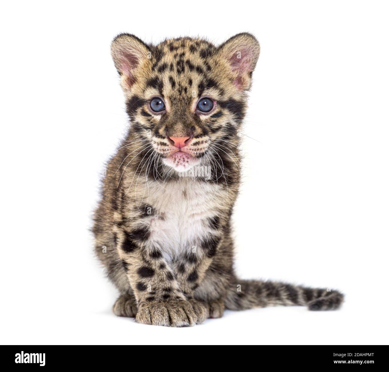 Wolkiger Leopardenjunge, zwei Monate alt, Neofelis nebulosa, isoliert auf Weiß Stockfoto