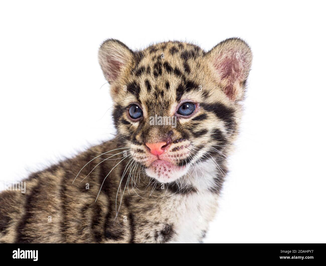 Wolkiger Leopardenjunge, zwei Monate alt, Neofelis nebulosa, isoliert auf Weiß Stockfoto