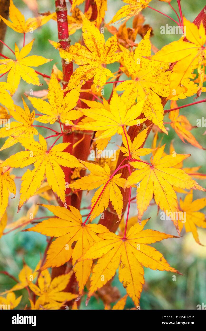 Gelbe Blätter auf einem Ast eines japanischen Ahorns im Herbst, gelbes Laub mit rotem Stamm, Acer japonicum, Acer palmatum Sango Kaku oder Senkaki. Frankreich. Stockfoto