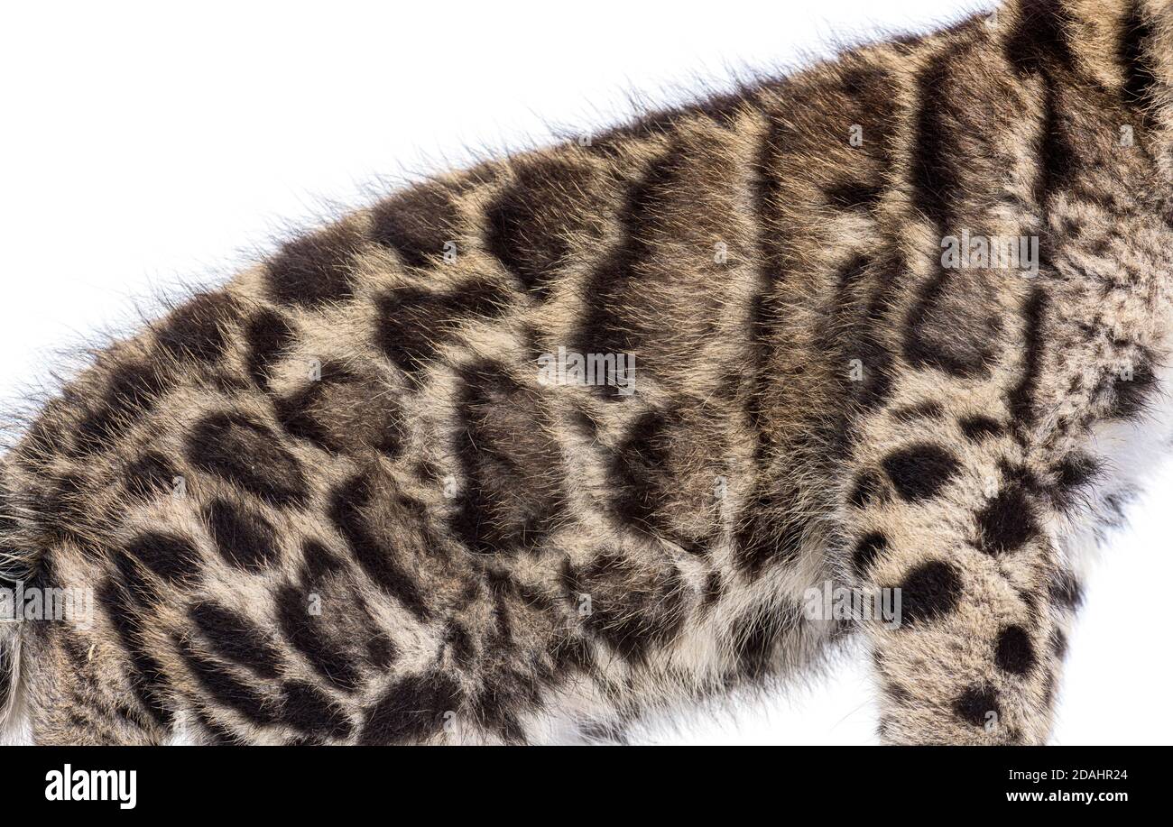 Wolkiger Leopardenjunge, zwei Monate alt, Neofelis nebulosa, isoliert auf Weiß Stockfoto