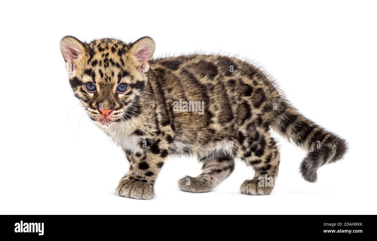 Wolkiger Leopardenjunge, zwei Monate alt, Neofelis nebulosa, isoliert auf Weiß Stockfoto